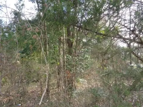 Waterfront Acres on Lake Winnsboro