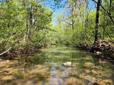 Land Adjacent to National Forest