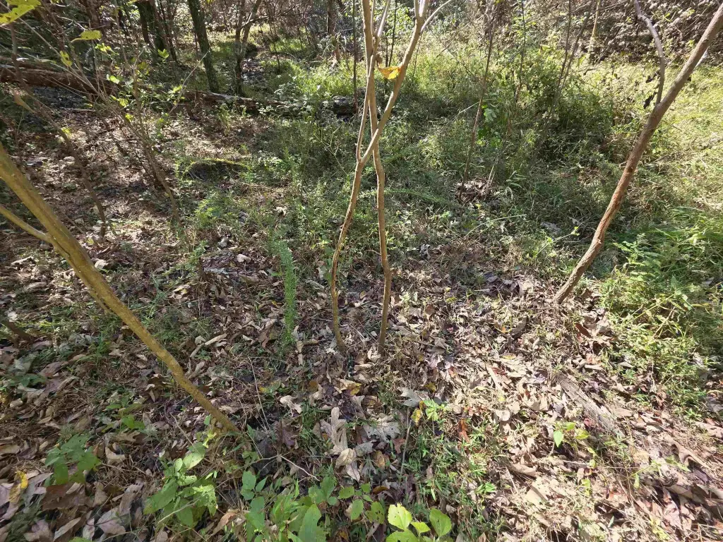 Picture 29