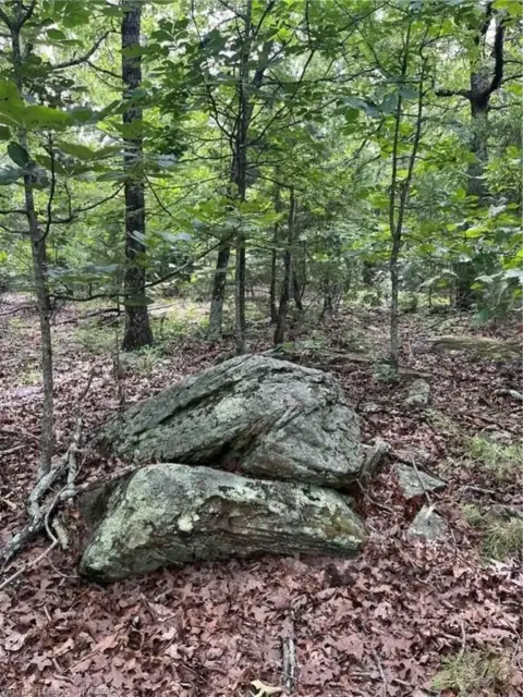 Heavily Wooded Land Near Lake