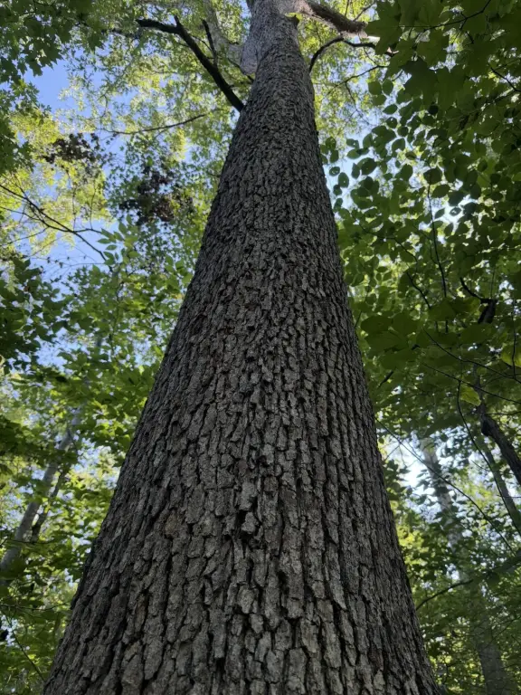 Picture 25