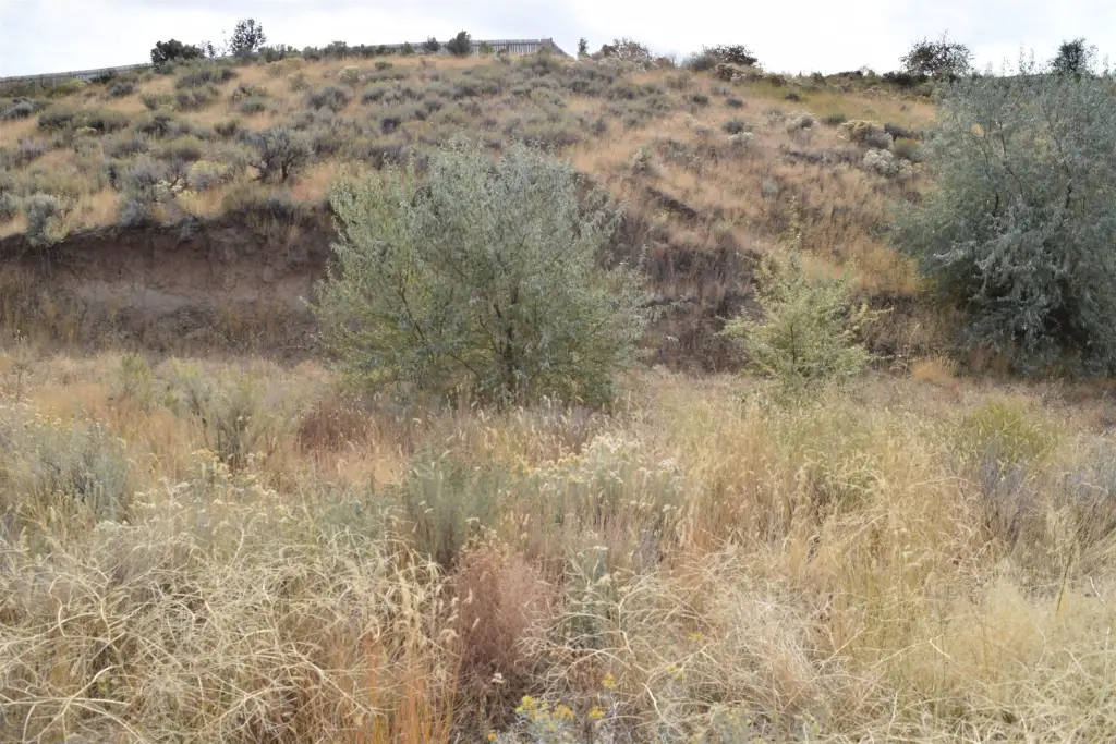 Picture 21