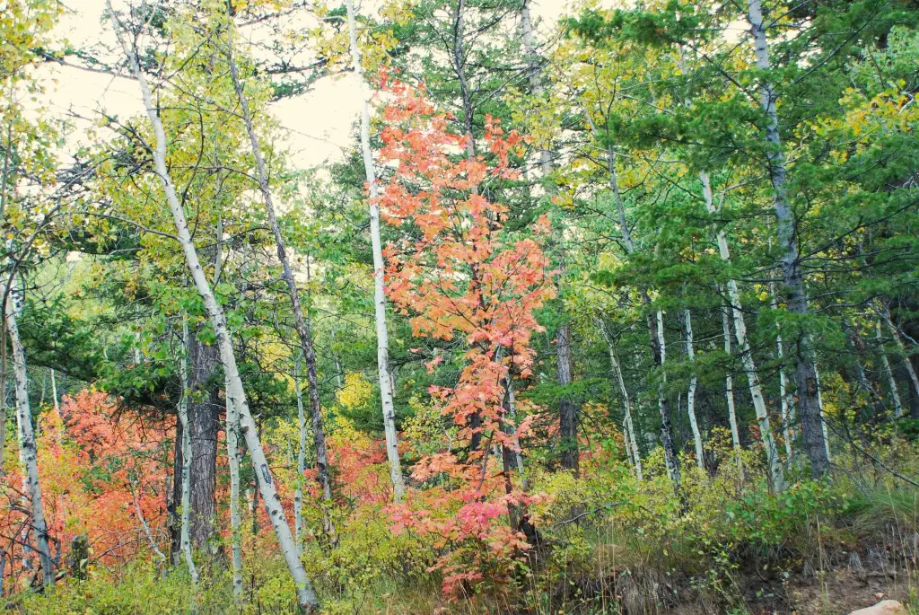 Picture 43