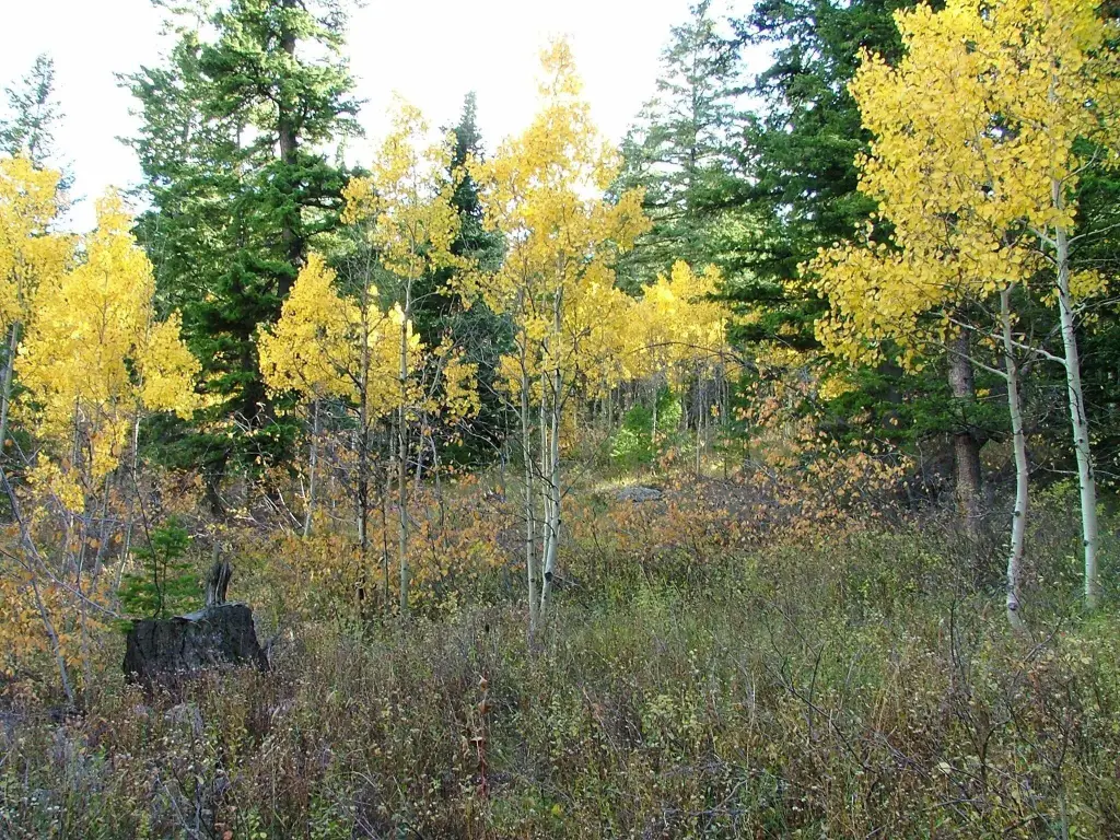 Picture 40