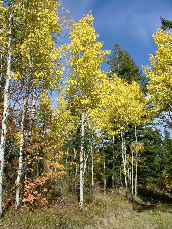 Picture 42