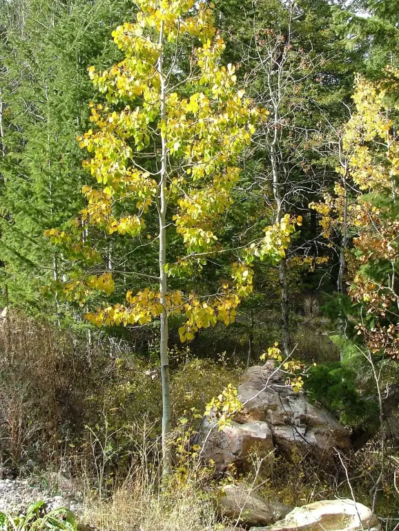 Picture 44