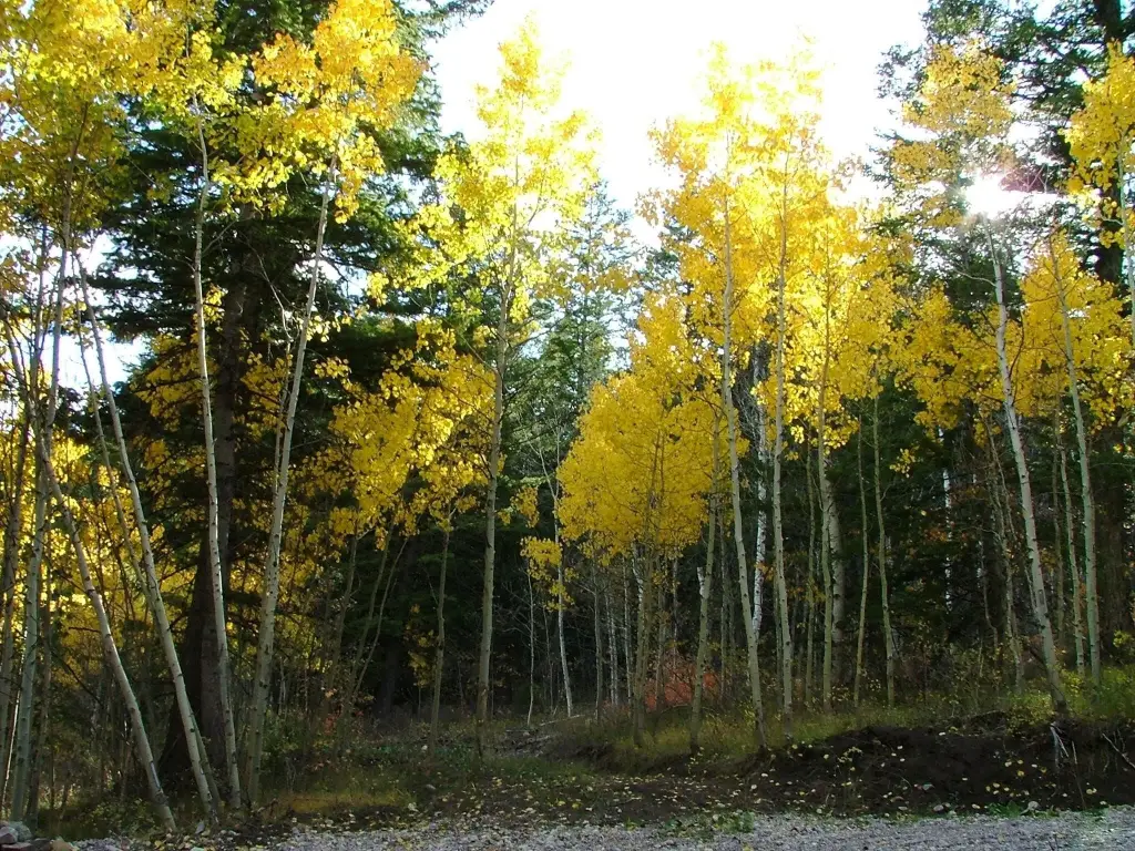Picture 39