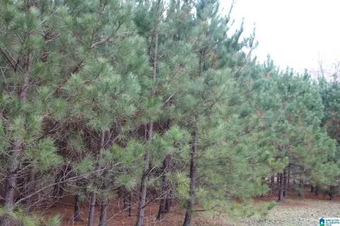 Land in Bessemer, Alabama