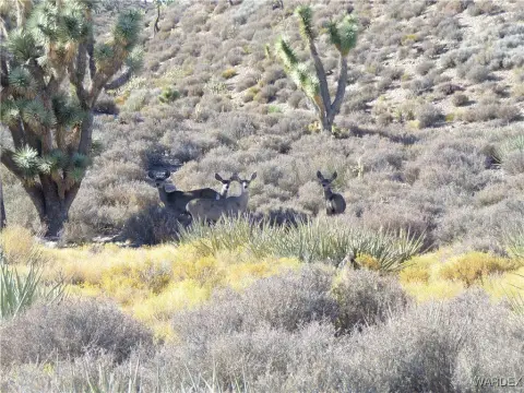 40 Acres in White Hills