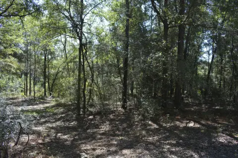 Crestview Acreage: Development Opportunity