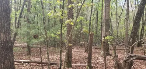 Ellijay Vacant Land Near Creek