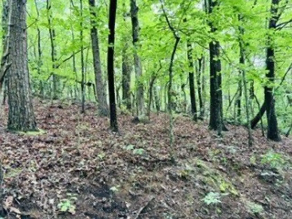 Picture 5