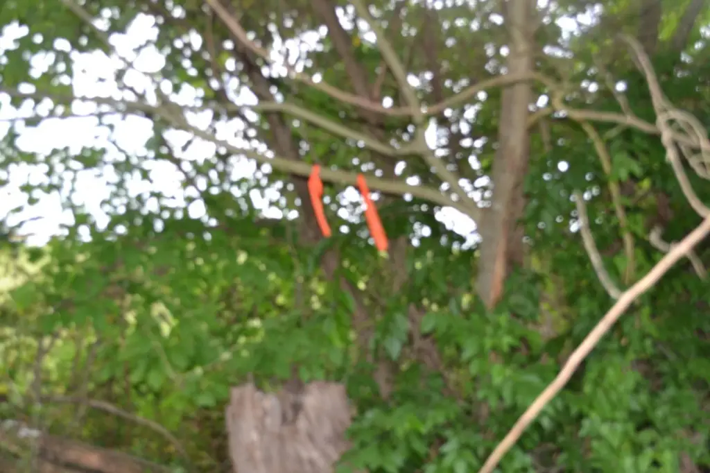 Picture 21