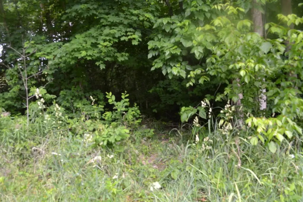 Picture 25