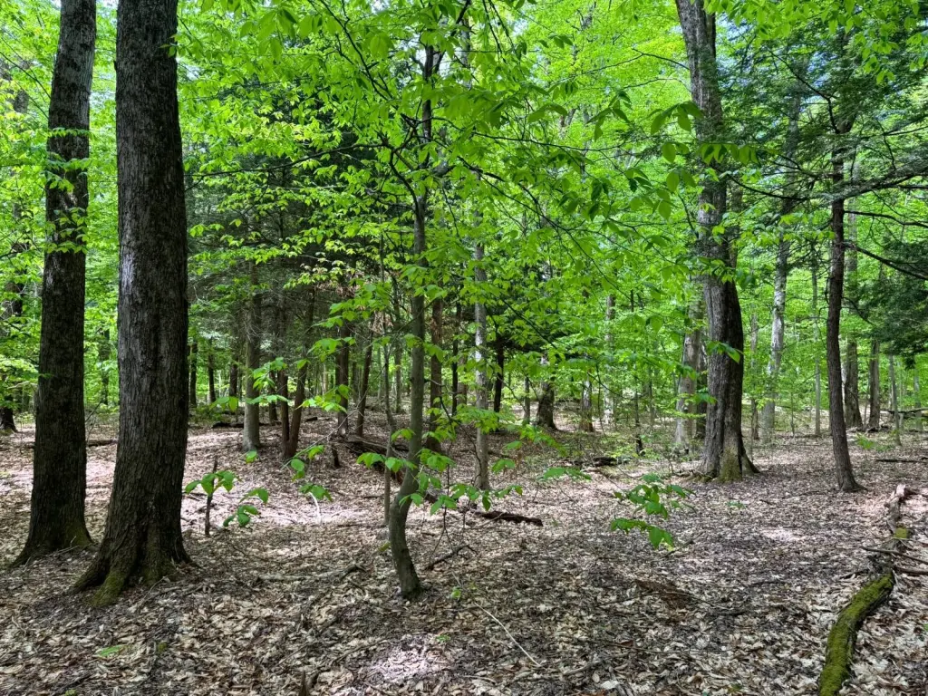 Picture 9