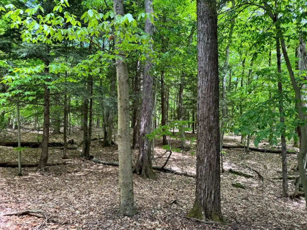Picture 6