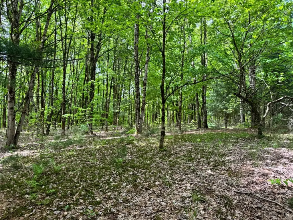 Picture 17