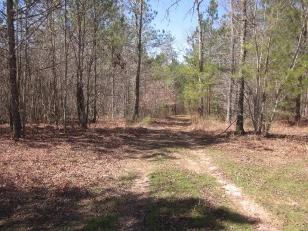 Picture 8