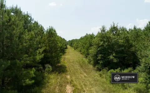 Pine Plantation Agricultural Land