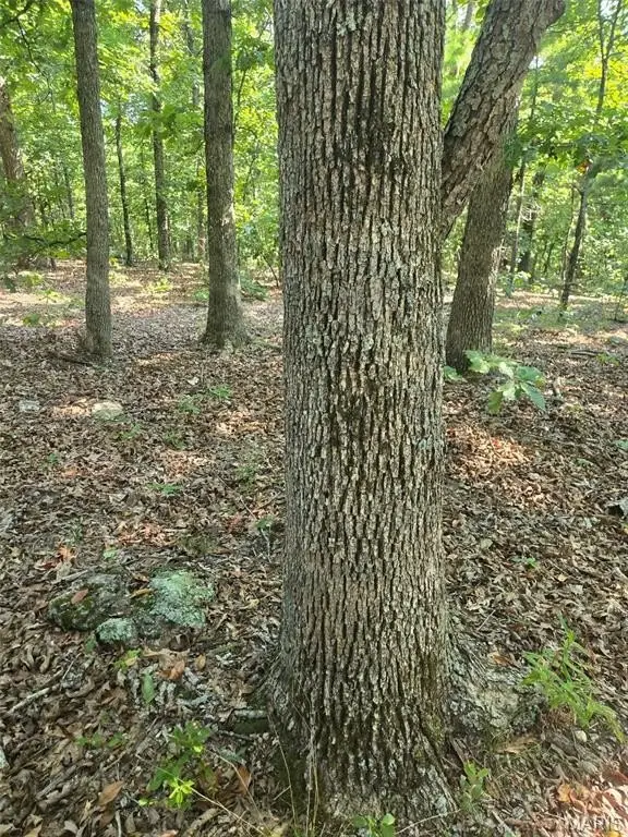 Picture 8