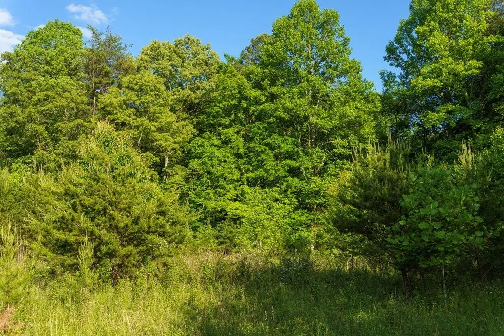 Picture 20