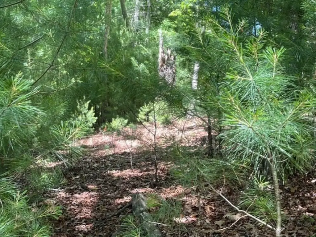 Picture 5