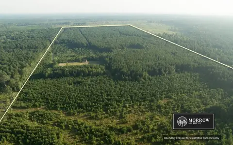 Pine Plantation Agricultural Land