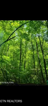 89 Acres of Wooded Land