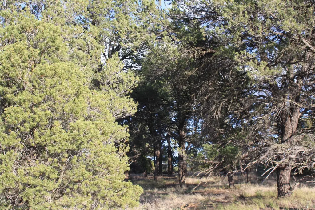 Picture 19