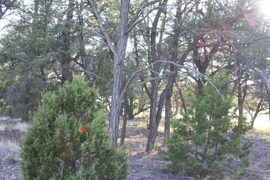 Picture 9