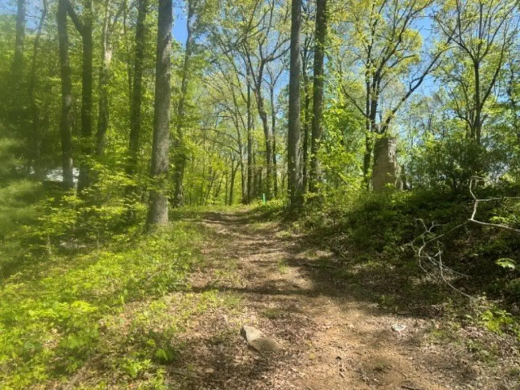 Picture 5