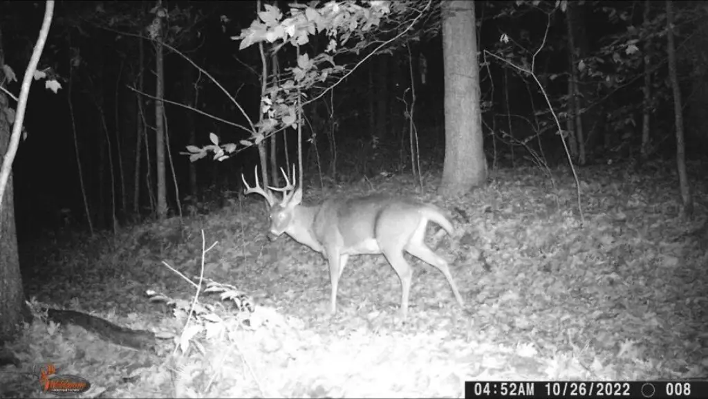 Picture 11