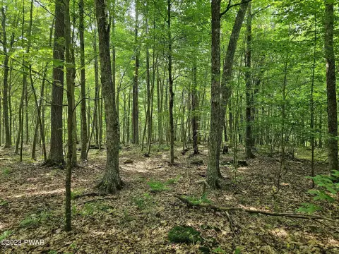 5-Acre Wooded Parcel with Lake Access