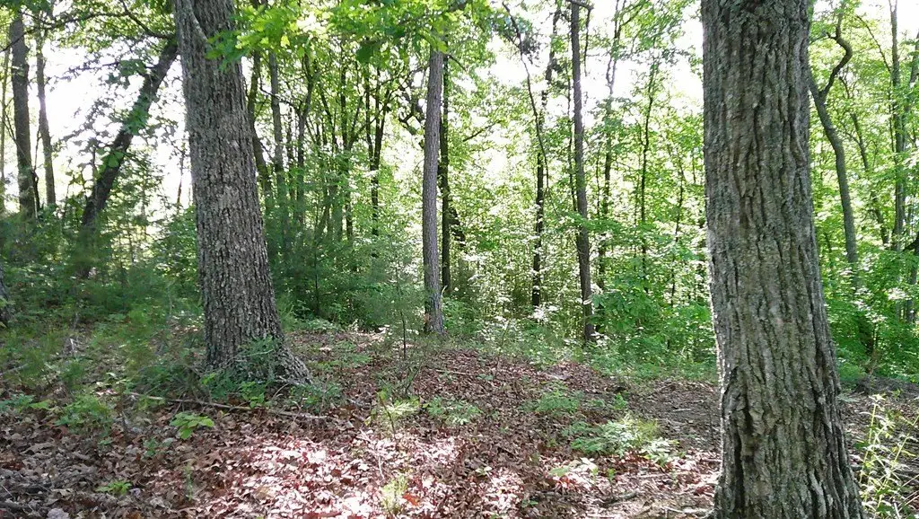 Picture 8