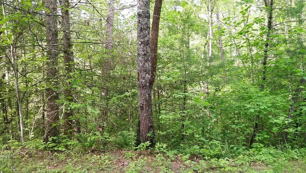 Picture 8