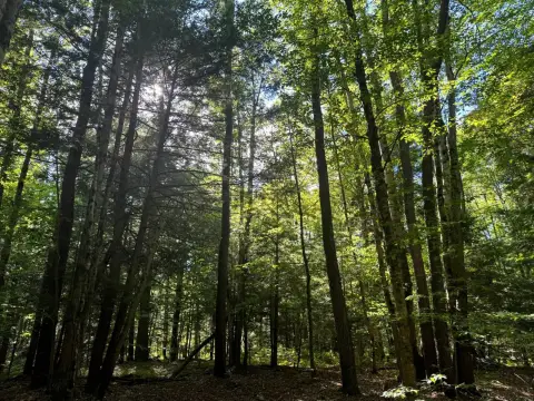 Wooded Hunting Land