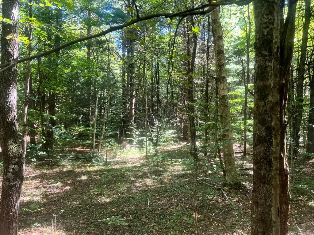 Picture 15
