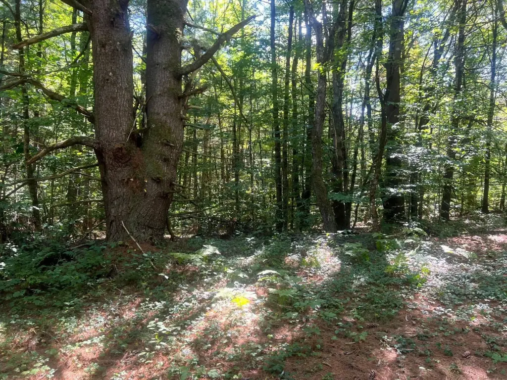 Picture 19