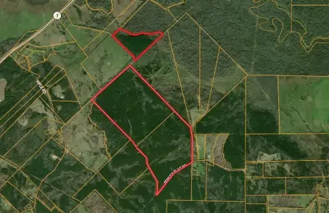 East Texas Pineywoods Land Parcel