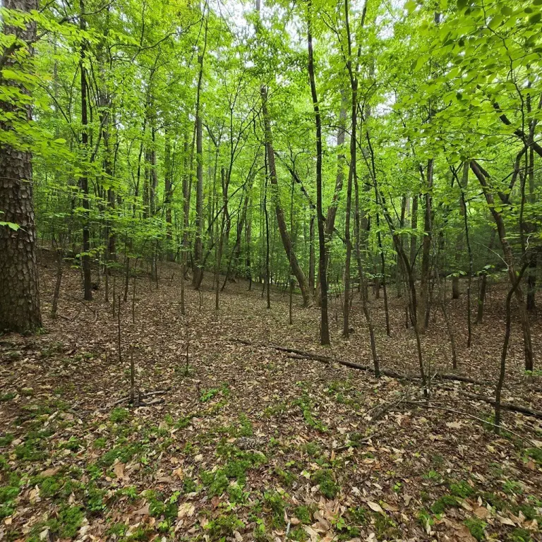 Picture 5
