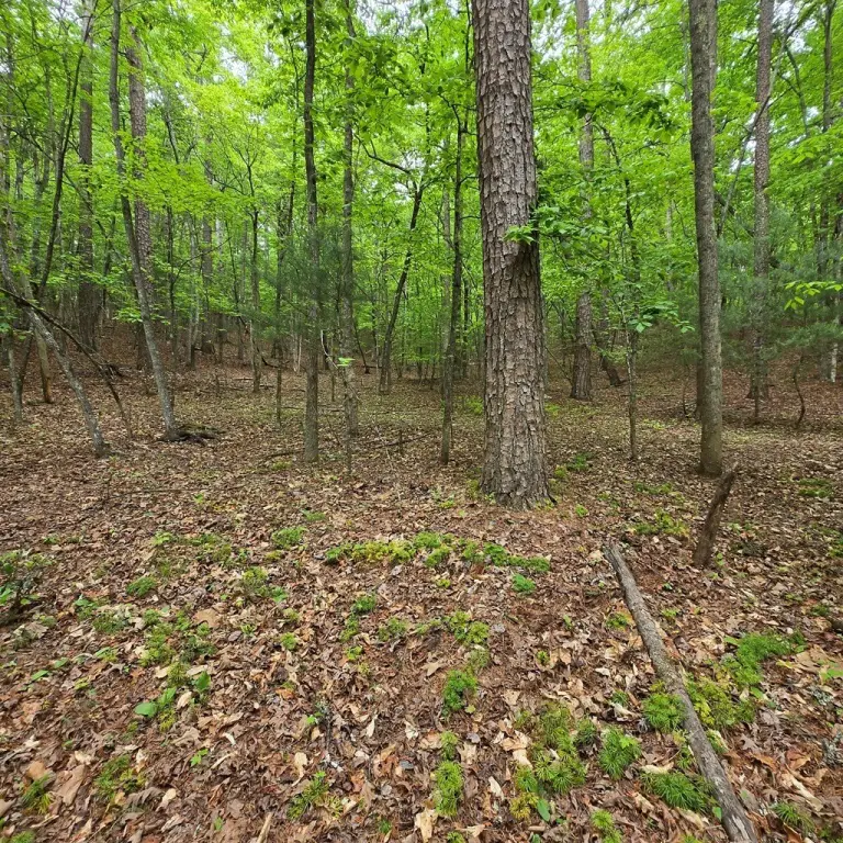 Picture 8
