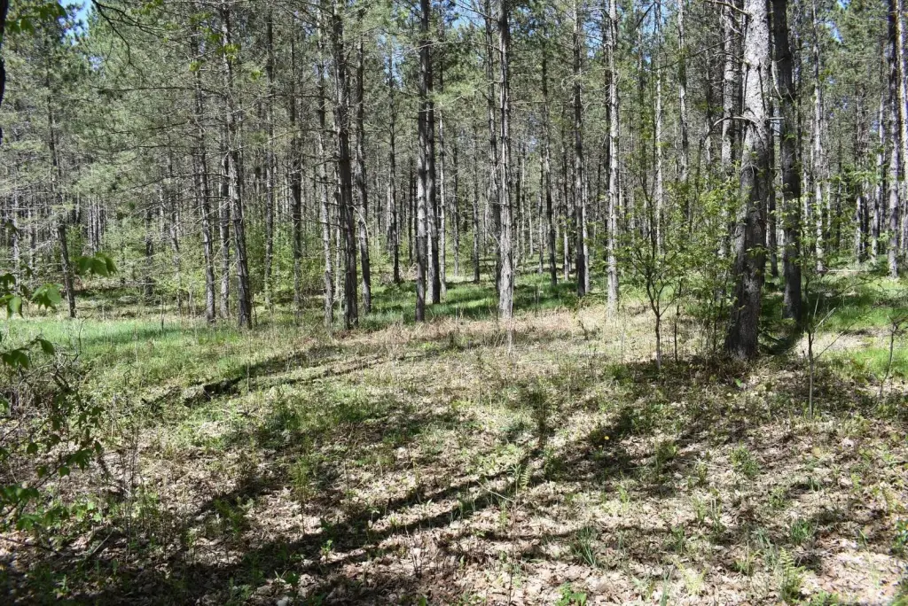 Picture 25