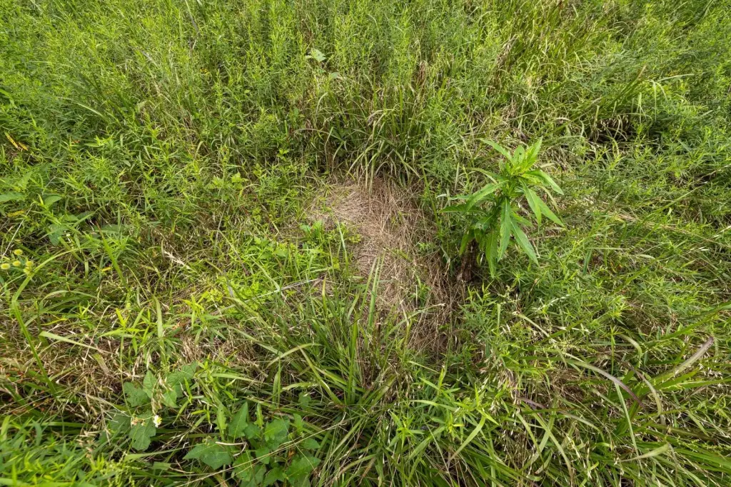 Picture 45