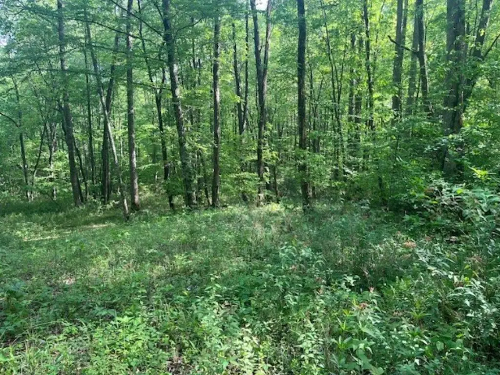 Picture 5