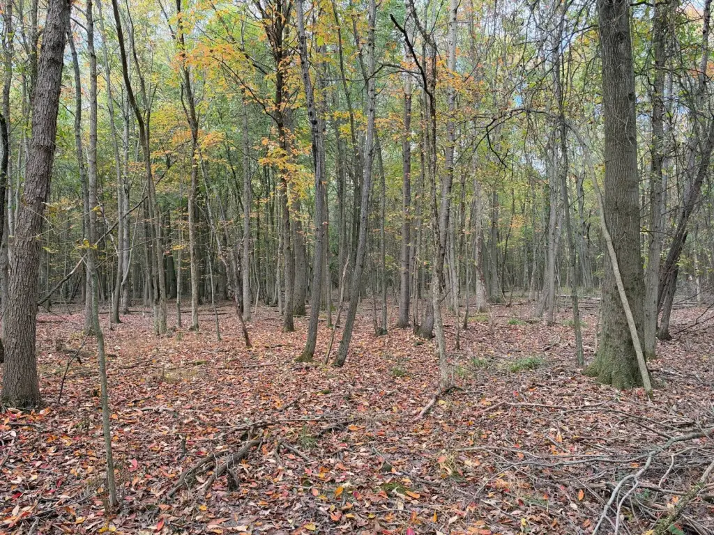 Picture 18