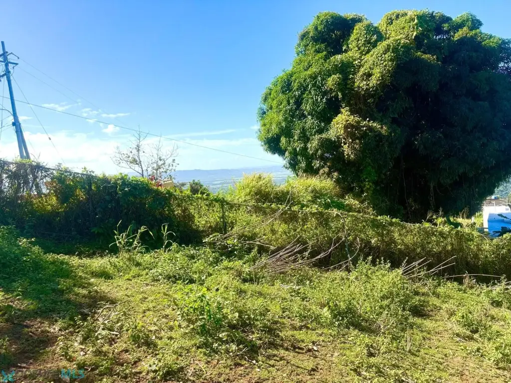 Picture 24
