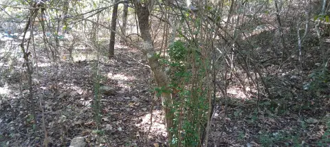 Residential Lot in Theodosia, MO