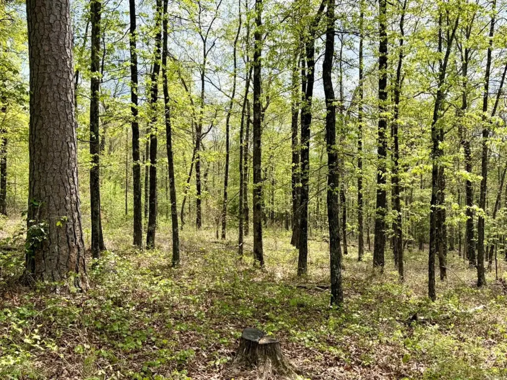 Picture 12