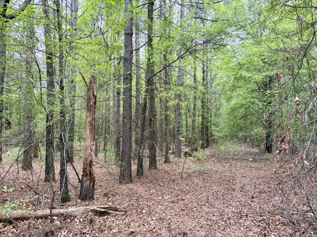 Picture 36