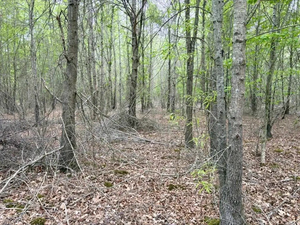 Picture 37